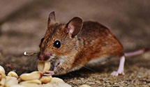 24 Hour & Emergency Exterminators in East Amwell, NJ
